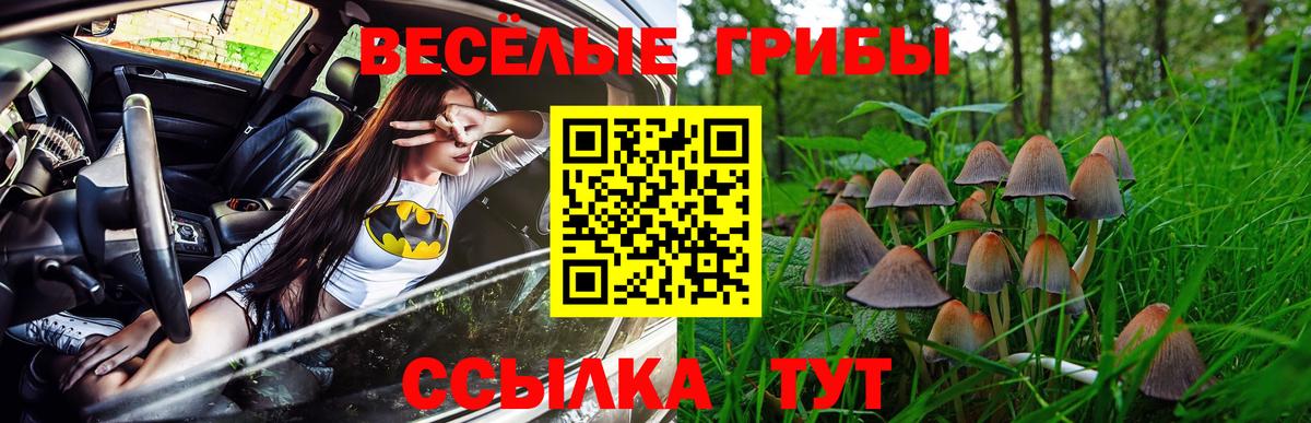 Галлюциногенные грибы Psilocybe  Губкинский 